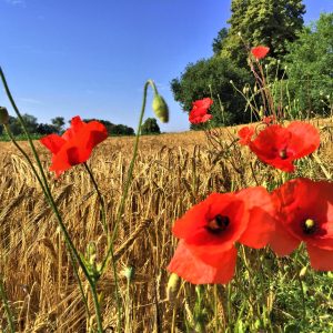 Mohn_Getreide_FW4_2