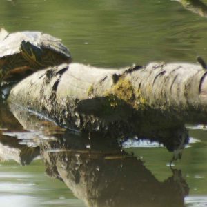 Schildkroeten3_1600